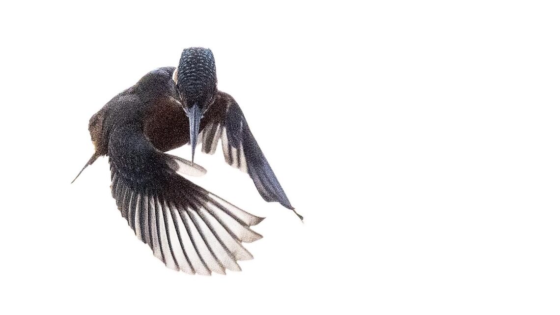 Eisvogel Kingfisher (Alcedo atthis)