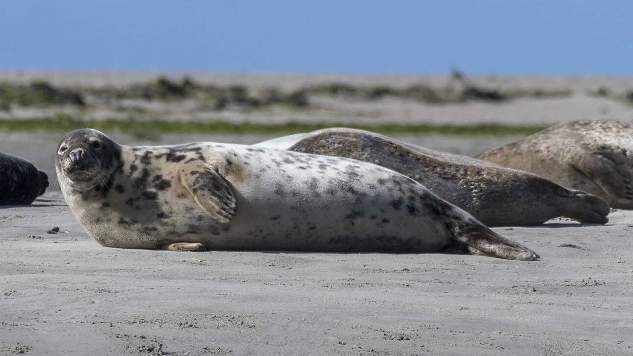 Seehunde (Phoca vitulina) ruhen auf einer Sandbank