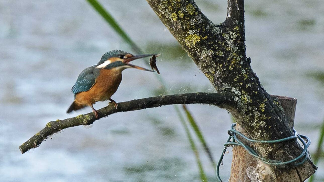 Eisvogel mit Beute Kingfisher with prey (Alcedo atthis)