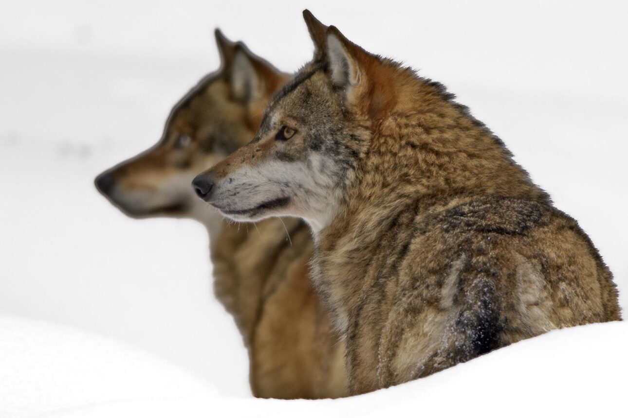 Wölfe im Nationalpark Bayerischer Wald
 Wolf (canis lupus) im dichten Winterfell