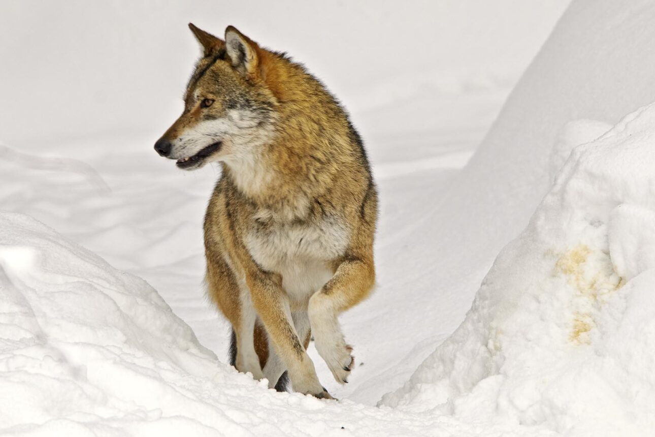 Wölfe im Nationalpark Bayerischer Wald - Wolf (canis lupus) im dichten Winterfell