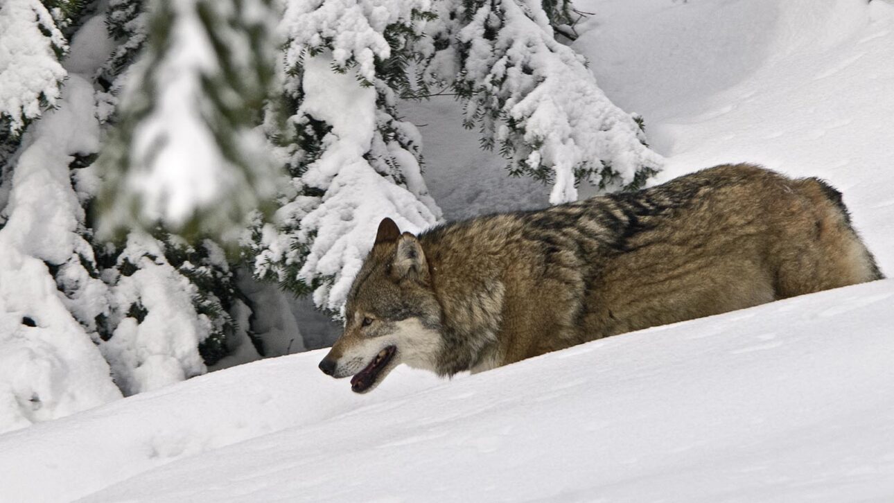 Kalenderbilder 2013 / Teil 1 - ein Wolf (Canis lupus) bahnt sich seinen Weg durch meterhohen Schnee