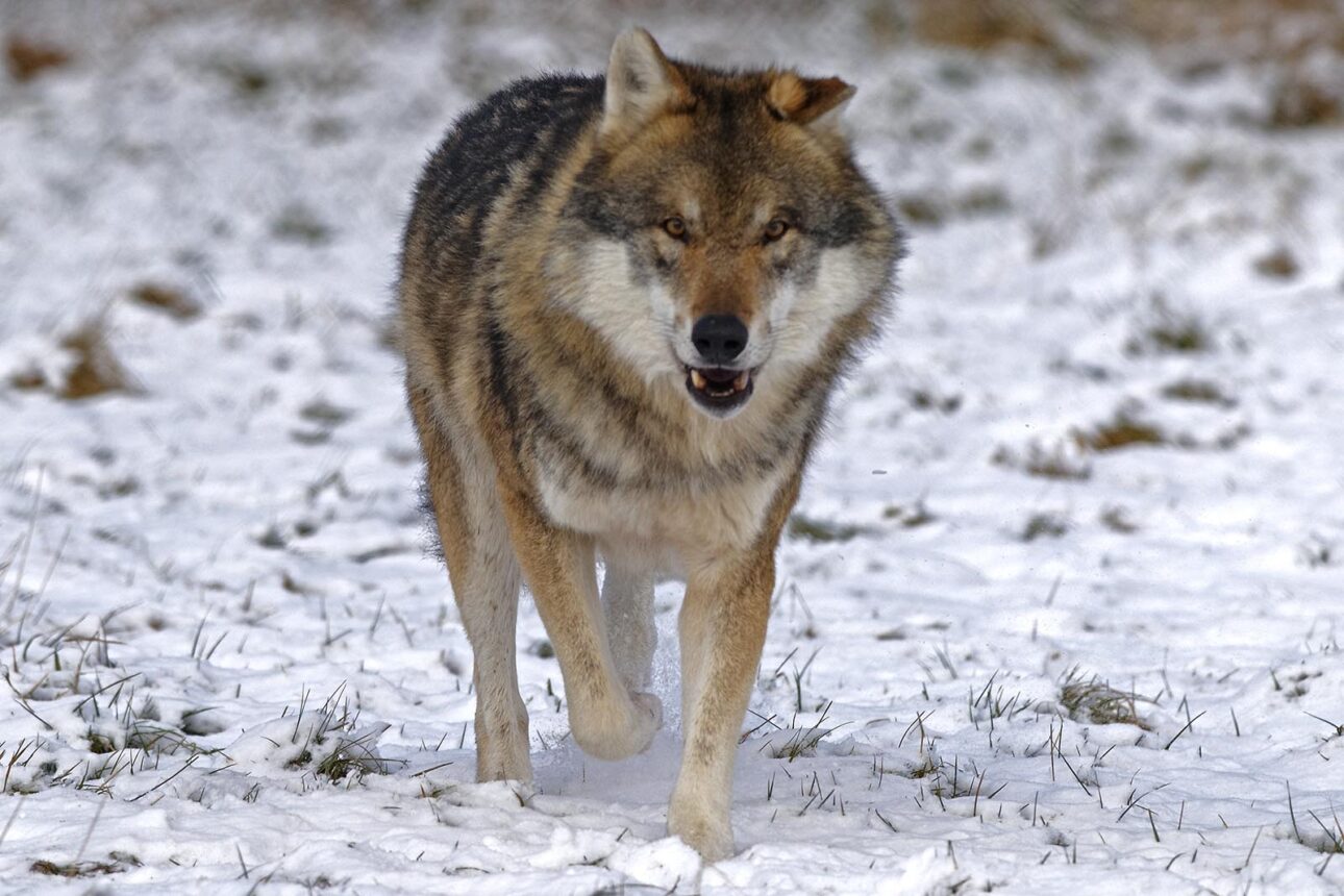 Wolfsverhalten - ein Wolf (Canis lupus) läuft über eine verschneite Ebene