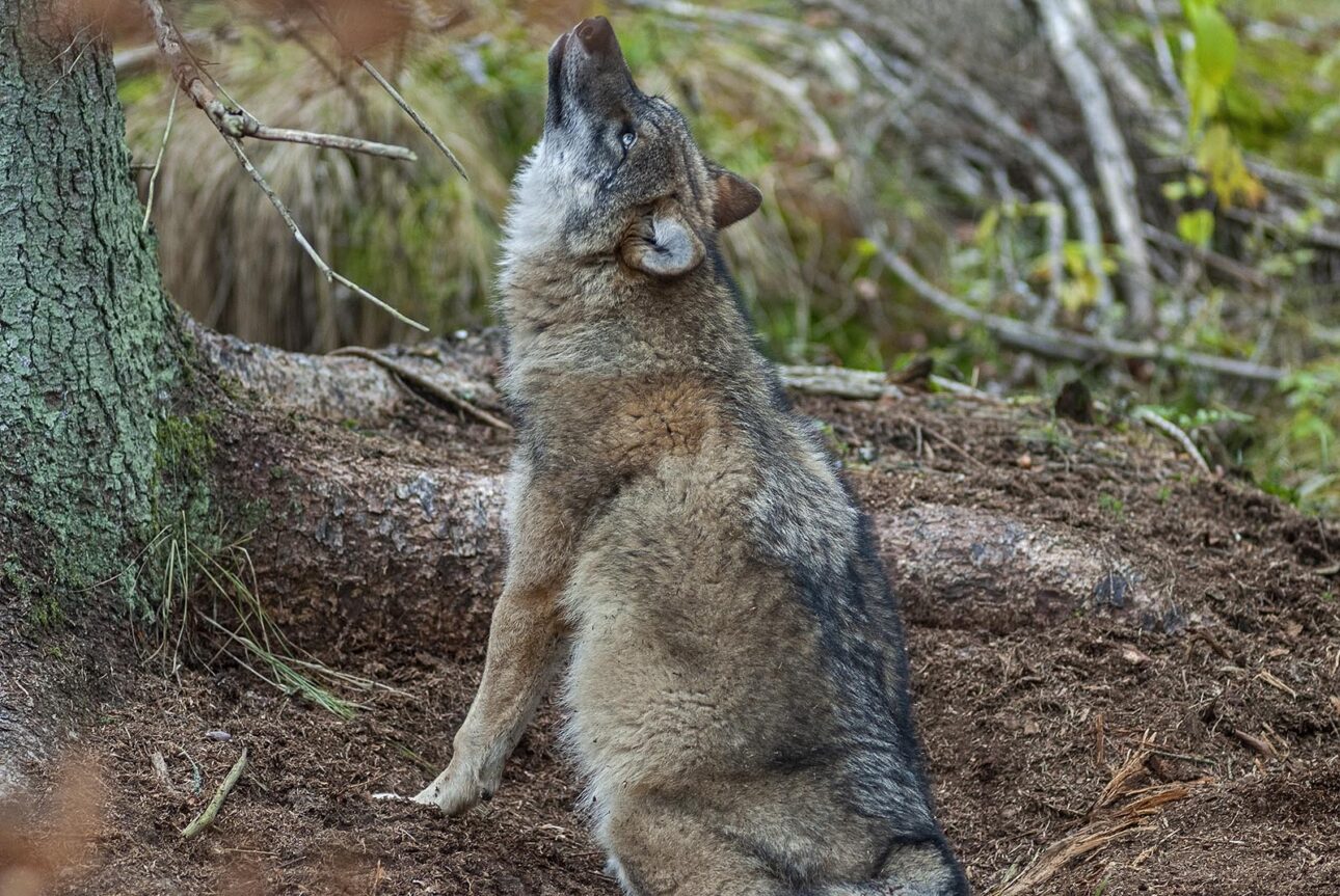 Wolfsverhalten - heulender Wolf