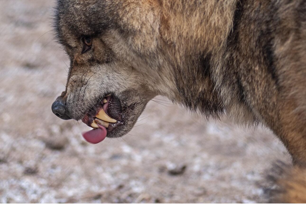 Wolfsverhalten - Agresiv
