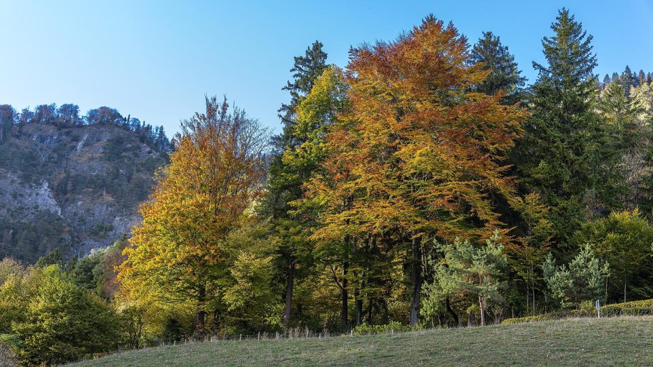Thumsee im Herbst - butes Laub auf den Bäumen