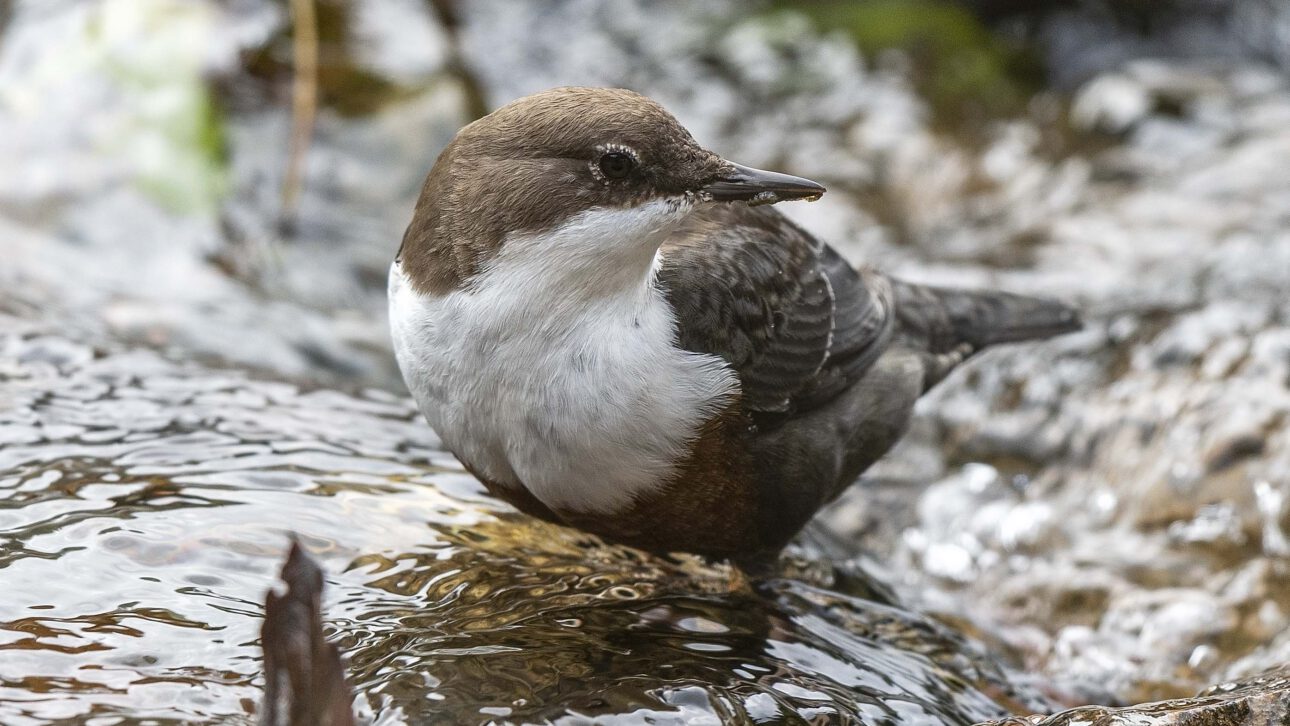 Die Wasseramsel (Cinclus cinclus) – Ökologie, Verhalten und Schutz einer spezialisierten Art