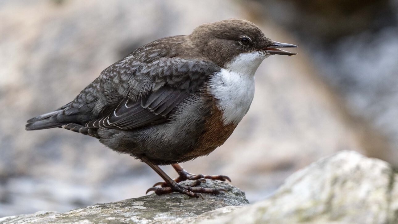 Die Wasseramsel (Cinclus cinclus) – Ökologie, Verhalten und Schutz einer spezialisierten Art