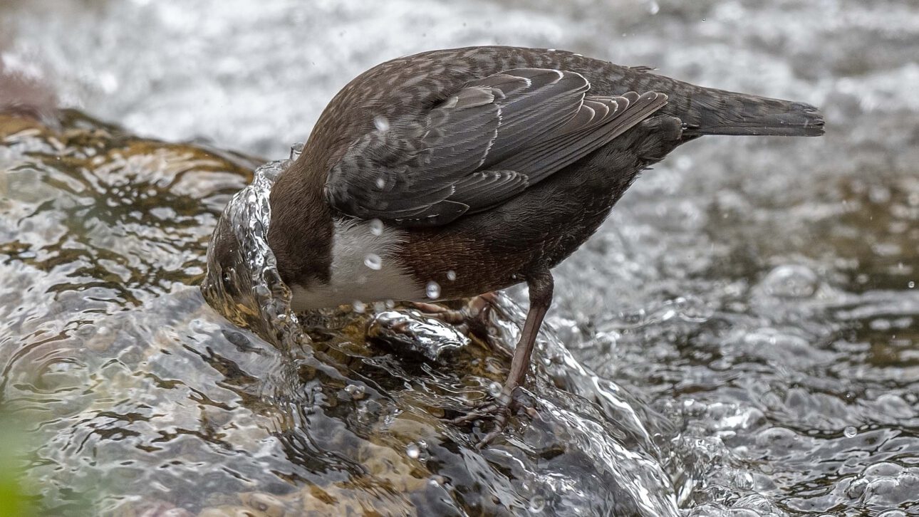 Die Wasseramsel (Cinclus cinclus) – Ökologie, Verhalten und Schutz einer spezialisierten Art