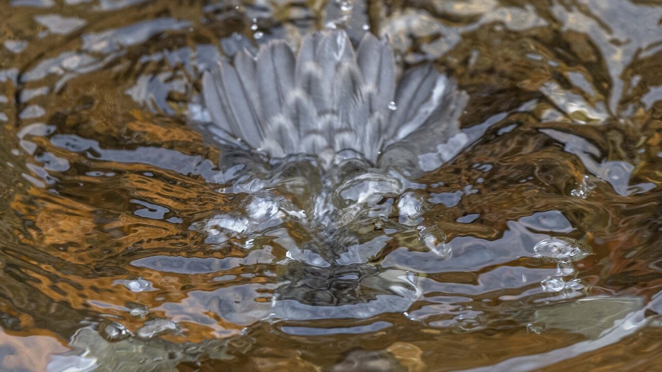 Die Wasseramsel (Cinclus cinclus) – Ökologie, Verhalten und Schutz einer spezialisierten Art