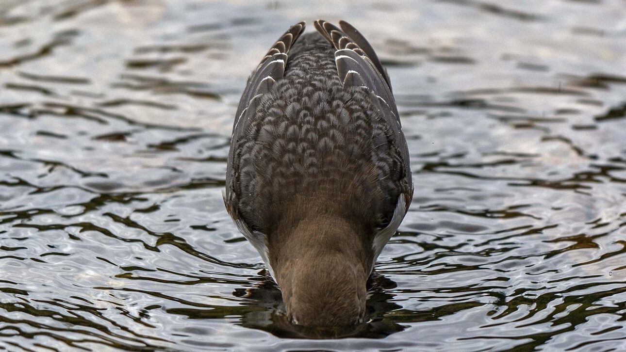 Die Wasseramsel (Cinclus cinclus) – Ökologie, Verhalten und Schutz einer spezialisierten Art