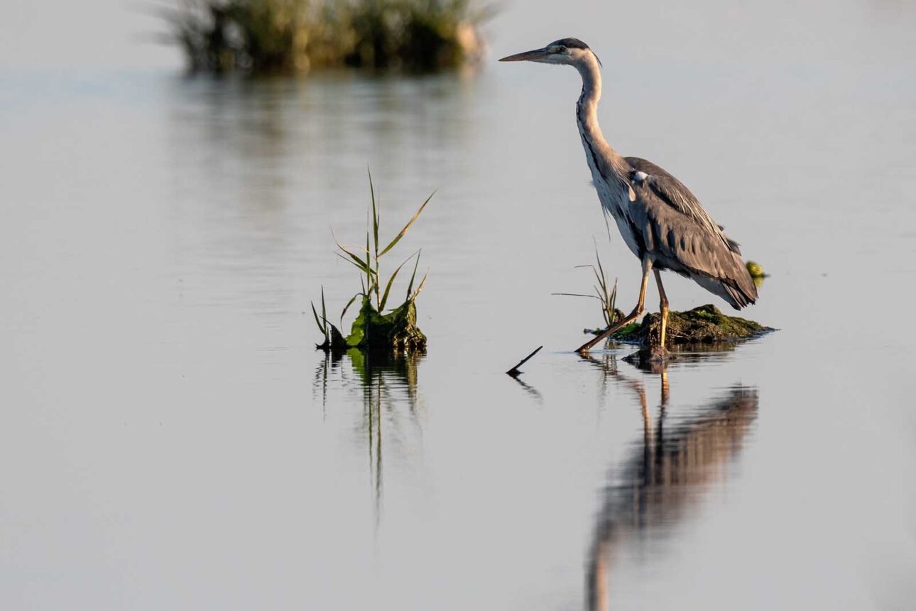 Ein Graureiher bei der Jagd im seiten Gewässer