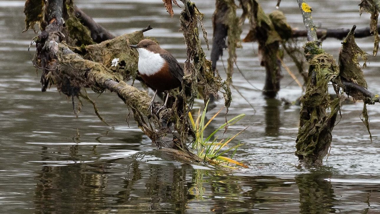 Die Wasseramsel (Cinclus cinclus) – Ökologie, Verhalten und Schutz einer spezialisierten Art